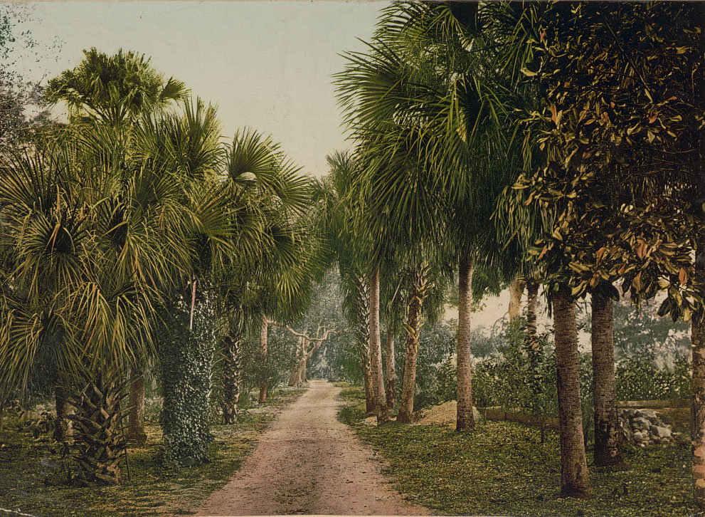 Palmettos at Bostroms, Ormand, 1898