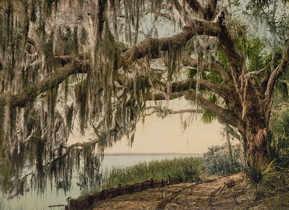 Spanish moss on Royal Arch Oak, Ormand, 1898