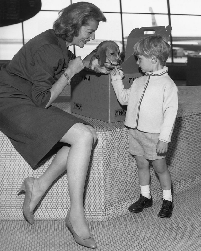 Lauren Bacall and son Sam Robards accommodate their pet dog Daisy in a travel-kennel before boarding a TWA starstream for Los Angeles, New York, 1965.