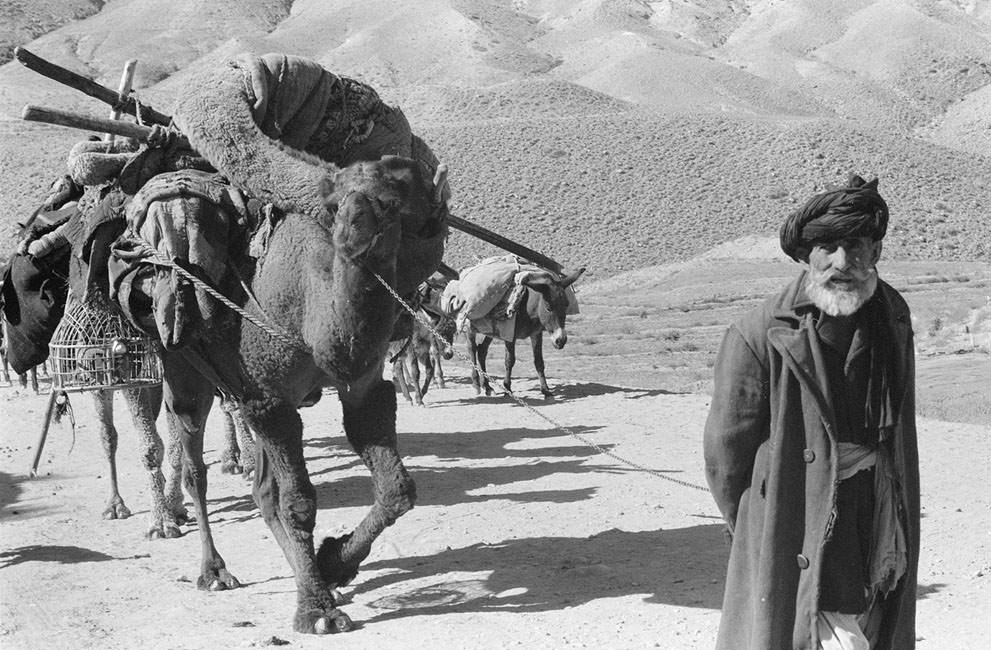 Afghan man leading laden camels and donkeys through an arid, rocky landscape, in November, 1959. (Robert P. Martin, LOC)