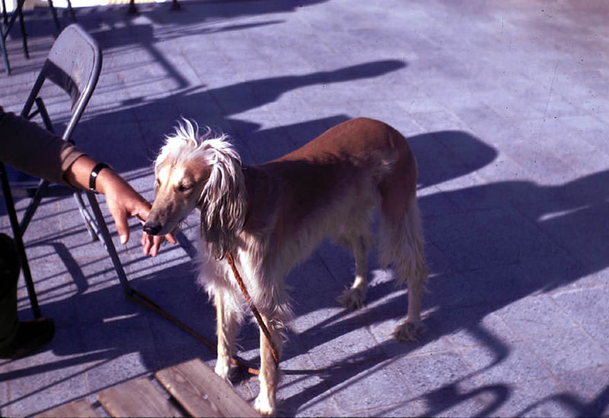 Afghan hound