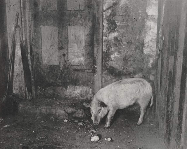 A Swine in the streets of tenements