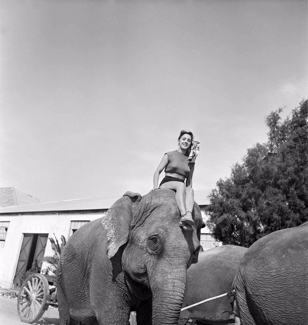 A picture of a circus girl sitting on the head of an elephant during a rehearsal for the Ringling Bros. and Barnum & Bailey Circus in Sarasota, FL in 1949.