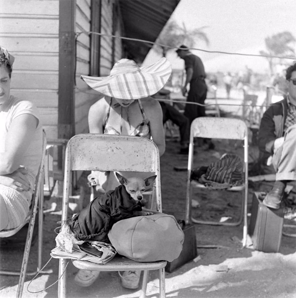 LIFE visits the circus in Florida- Acrobats and stage performers in various stages of action in 1949.