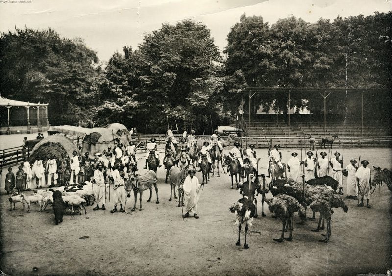 Carl Hagenbeck’s ‘Galla Troop’, pictured in enclosure with ostriches, zebras, goats, camels and donkeys. Also pictured the three huts that they lived in. (“1908 Carl Hagenbeck’s Galla-Truppe – Human Zoos,” n.d.)
