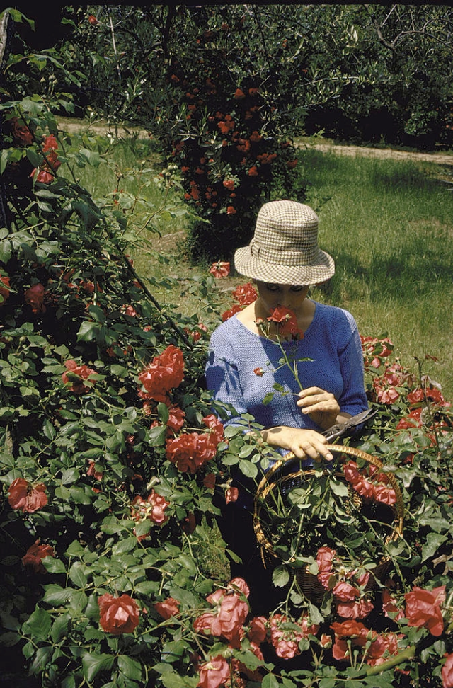 Sophia Loren in a garden on the grounds of her villa.