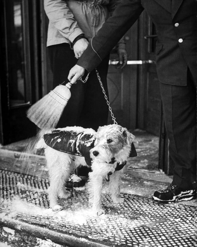 Privileged dog gets thorough whisking when he returns to hotel from snowy streets.