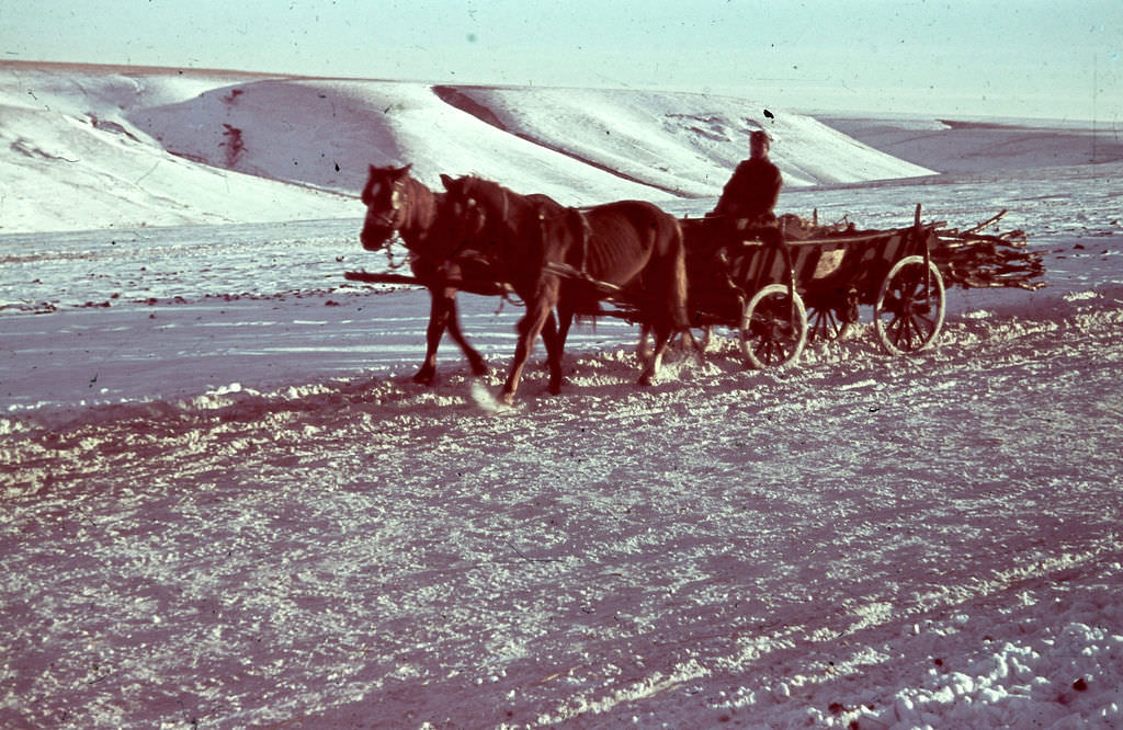 Hungarian soldier with cart of wood near the village of Ivanovka Hohol′skogo district of Voronezh region, Russia, 1942