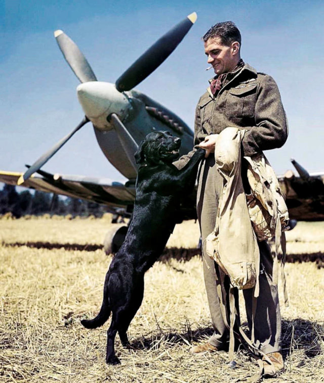 British fighter pilot and his best friend, Bazenville, Normandy, France, July 1944