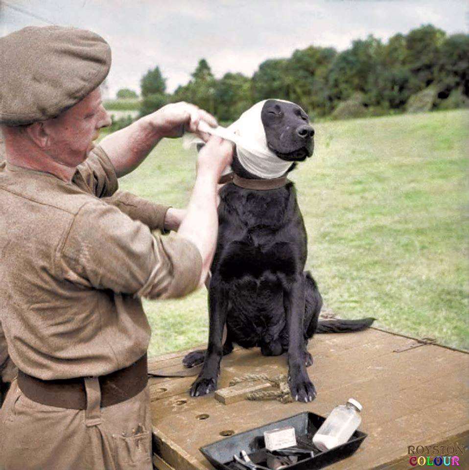 A Sergeant of the Royal Army Veterinary Corps bandages the wounded ear of a mine-detection Labrador dog named 'Jasper' at Bayeux in Normandy, 5th of July 1944