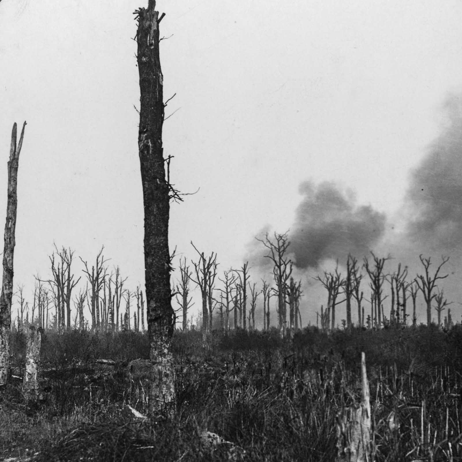 Mametz Wood was the objective of the 38th (Welsh) Division at the Battle of the Somme. The division took 4,000 casualties capturing the wood.