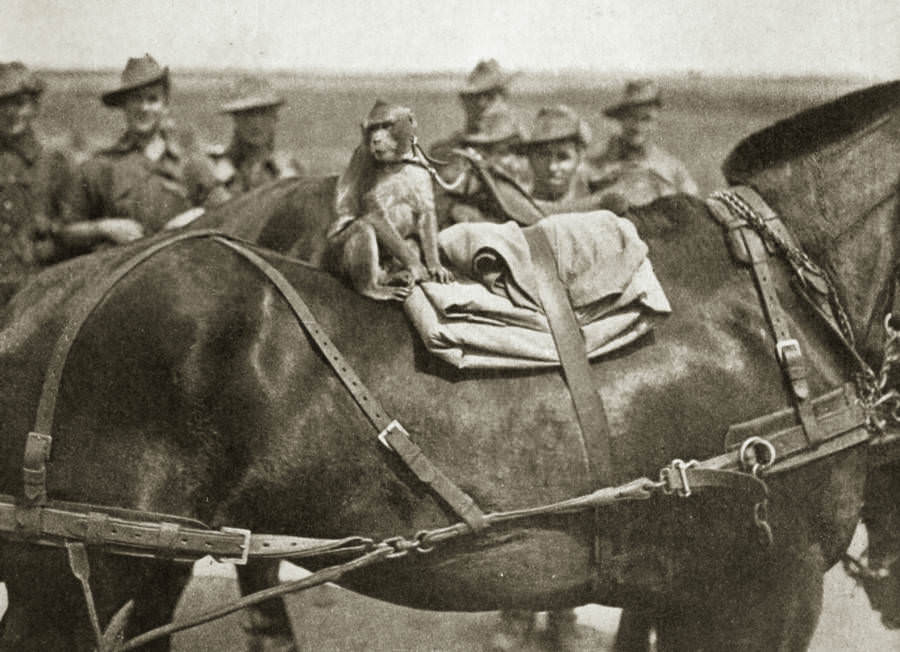 A monkey mascot lounges on the back of a horse.