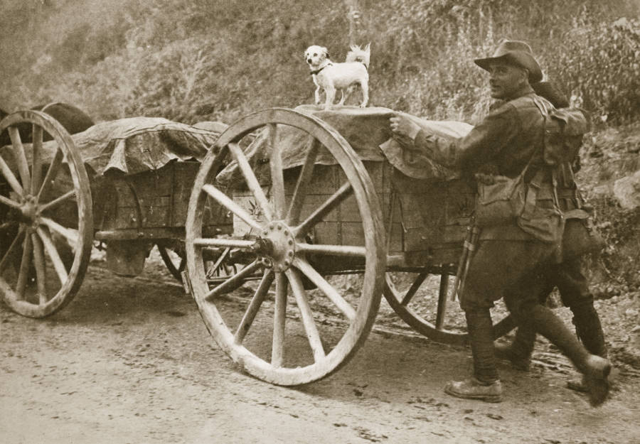 Australian troops return from the trenches with their mascot, a little white dog.
