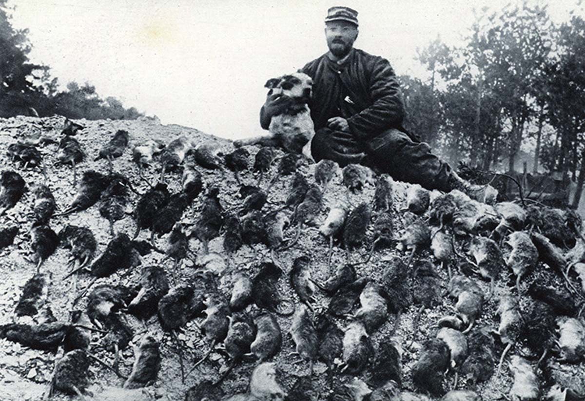 An official rat-catcher, with his dog, and their bag. Illustration for The Illustrated War News, February 1916.