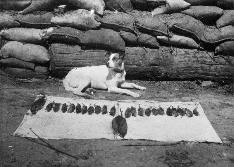 Dog posing with the trophies.