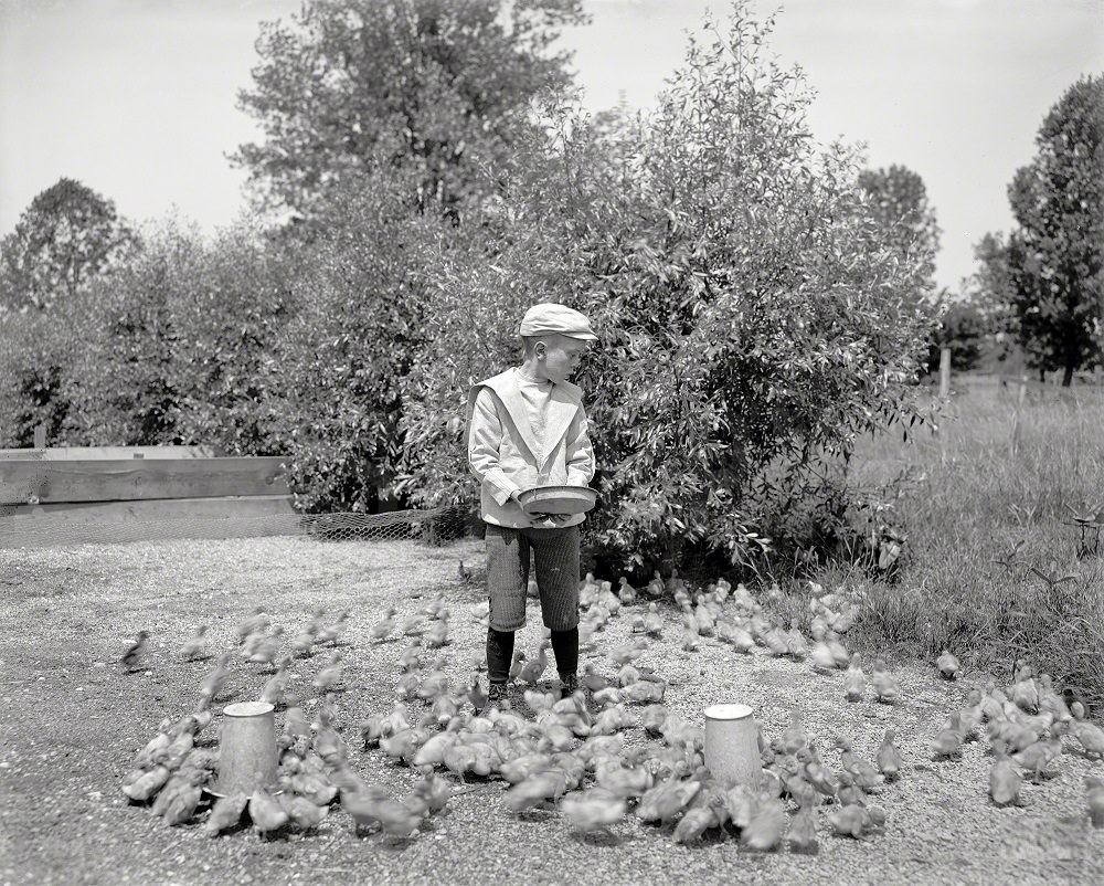 Grosse Ile duck farm, Detroit, 1902