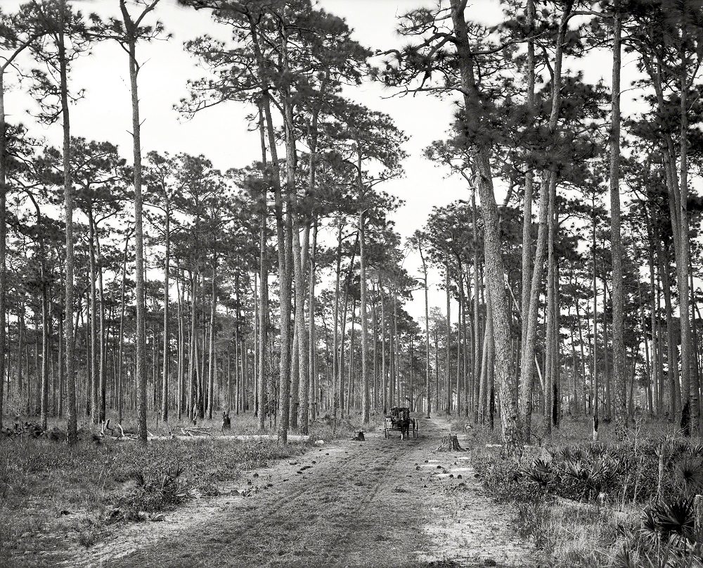 In the pine woods, Florida, 1905