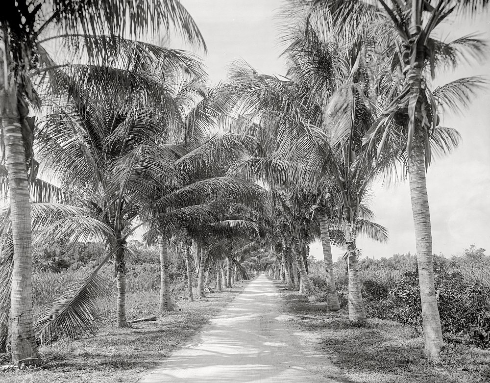 The road to the jungle. Palm Beach, Florida, 1910