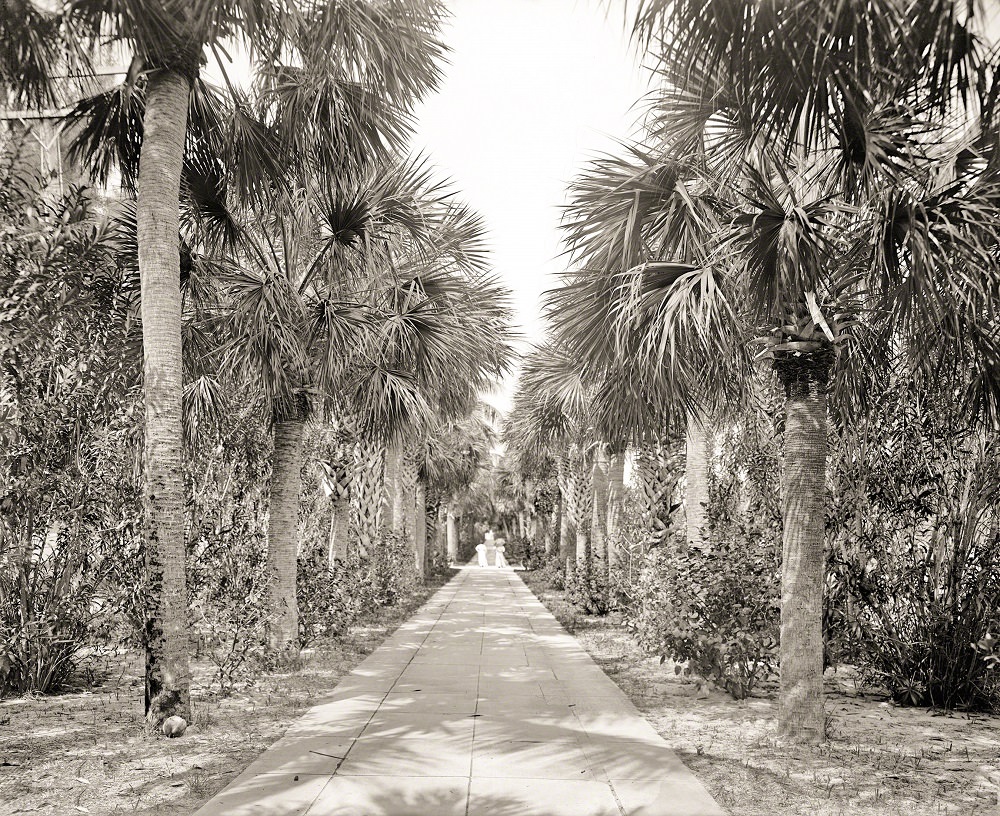 Avenue of Palms between the Royal Poinciana Hotel and the Breakers, Palm Beach circa 1905