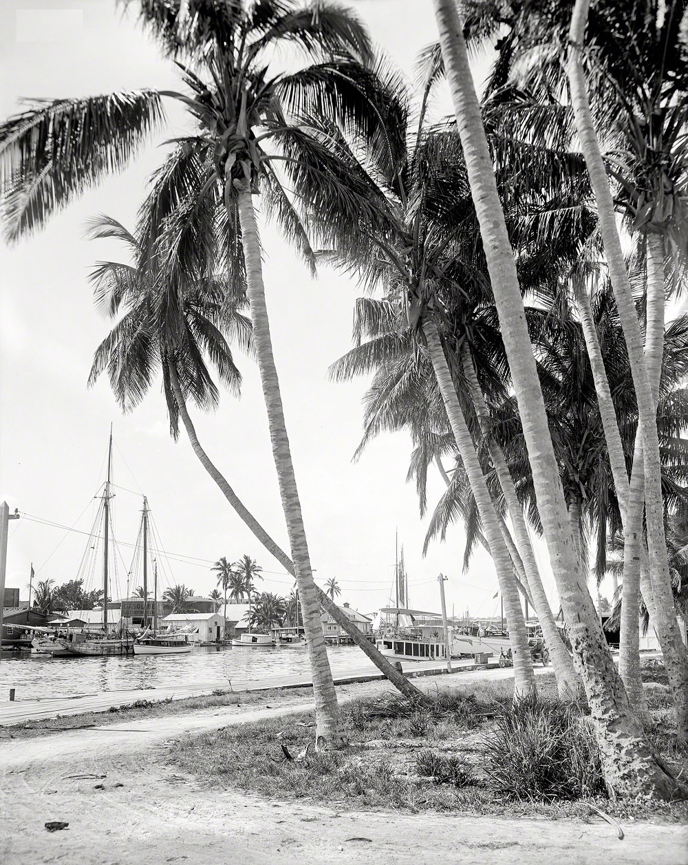 Cocoanut trees along the docks, Miami, 1908
