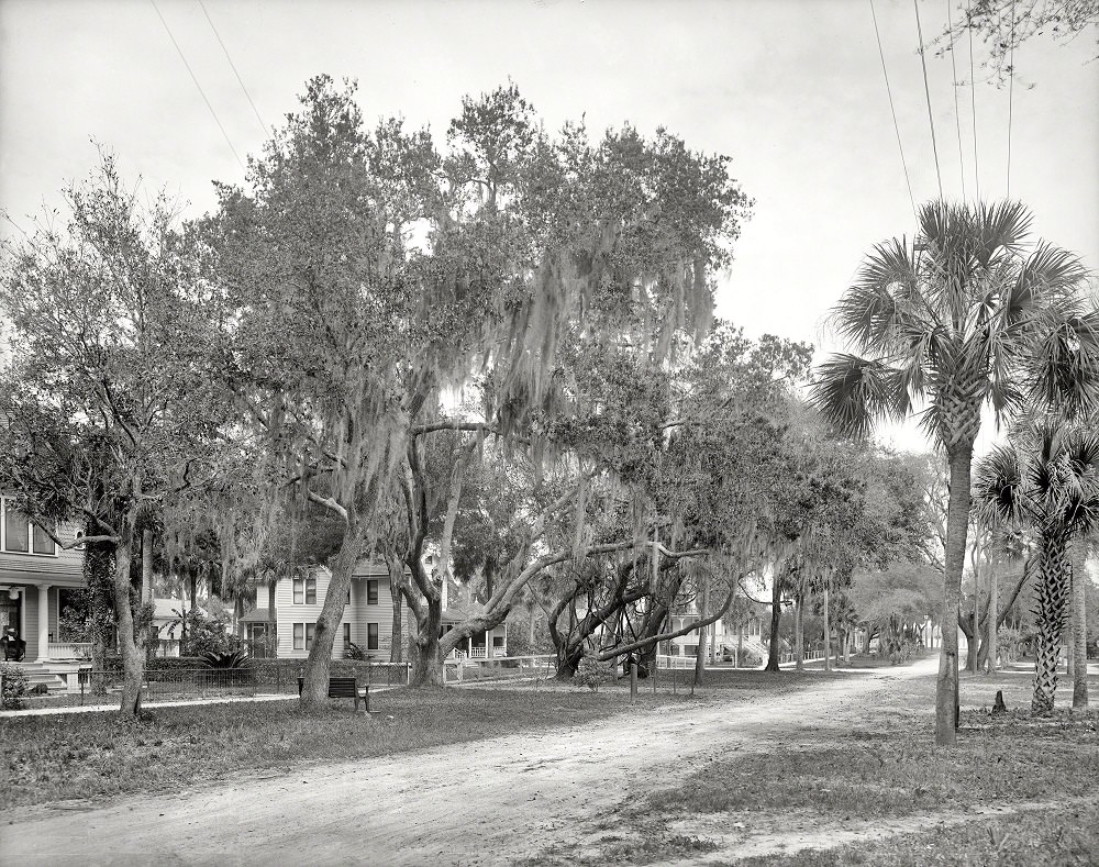 Magnolia Avenue, Daytona, Florida, 1904