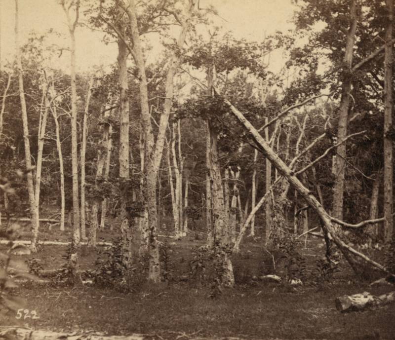 The damaged surrounding forest in the immediate aftermath of the Battle of Gettysburg.