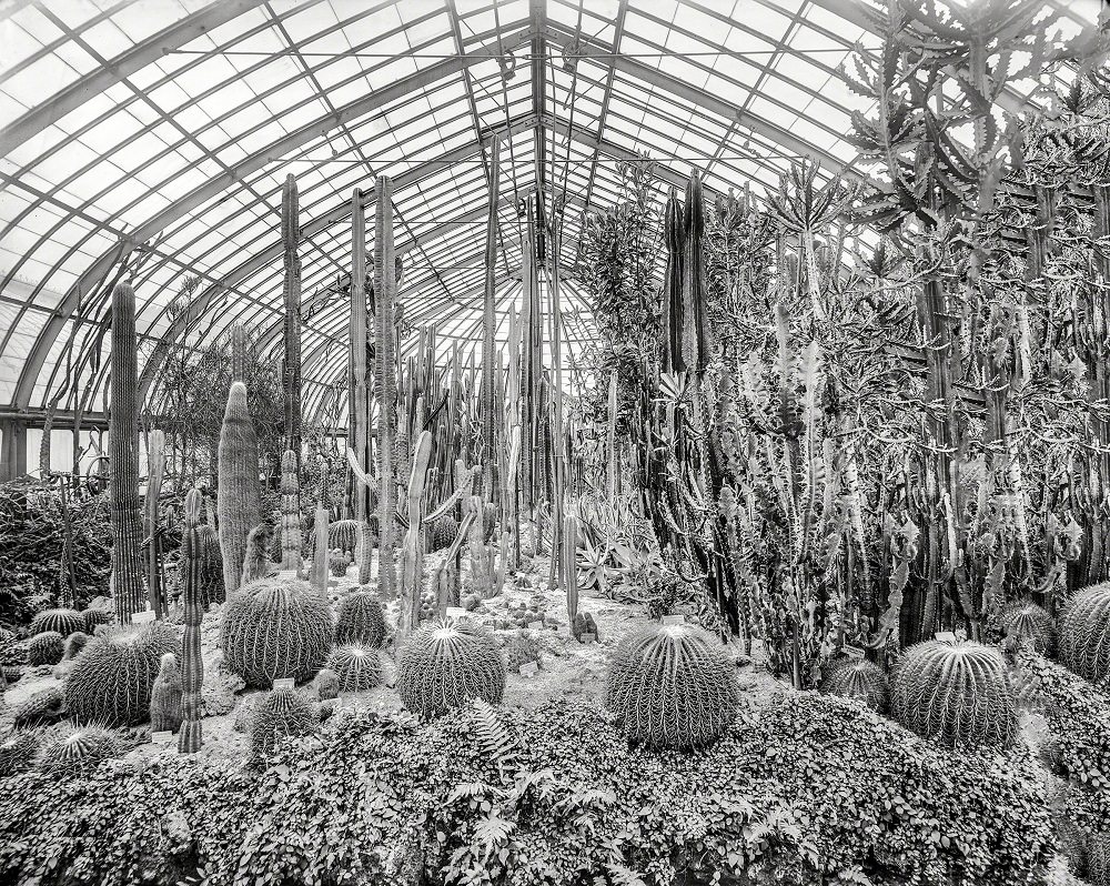 Cacti, Phipps Conservatory, Schenley Park, Pittsburgh, 1905