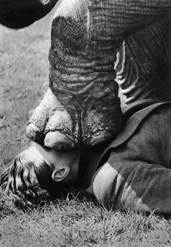 A foot of the elephant on the head of a trainer, 1938.