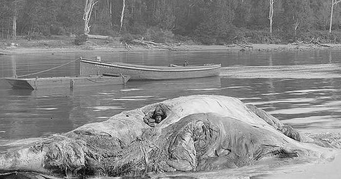 Sitting Inside A Rotting Whale Carcass