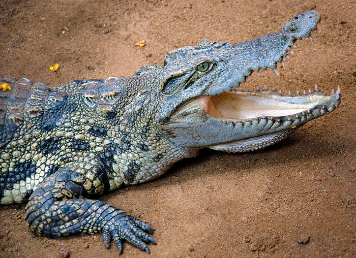 Crocodile Dung