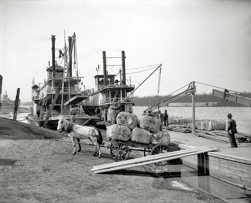 Unloading cotton at the levee, Vicksburg, Mississippi, circa 1910