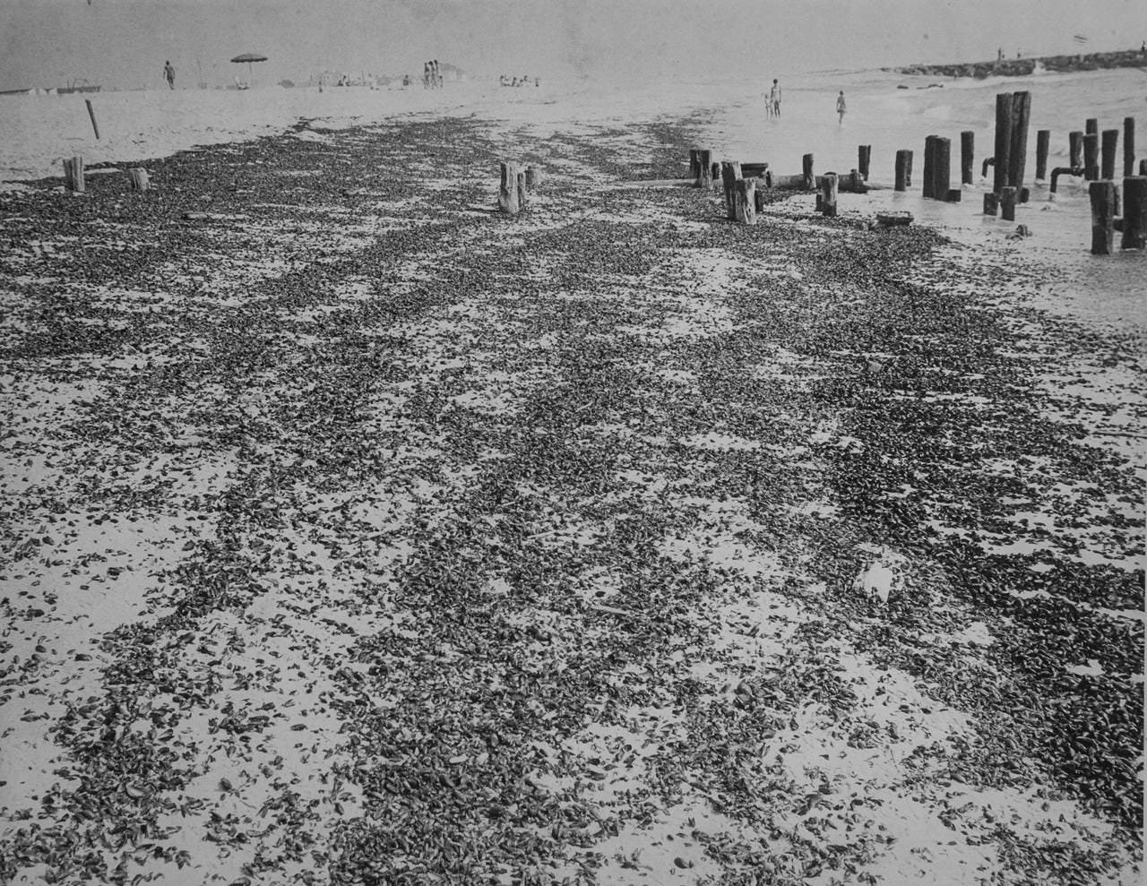 7th Avenue beach view of mussels washed ashore, 1973
