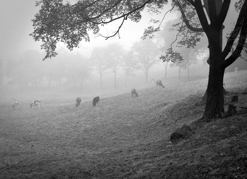 A dairy farm in the city; Glenwood Avenue near Canyon Drive, September 19th, 1939