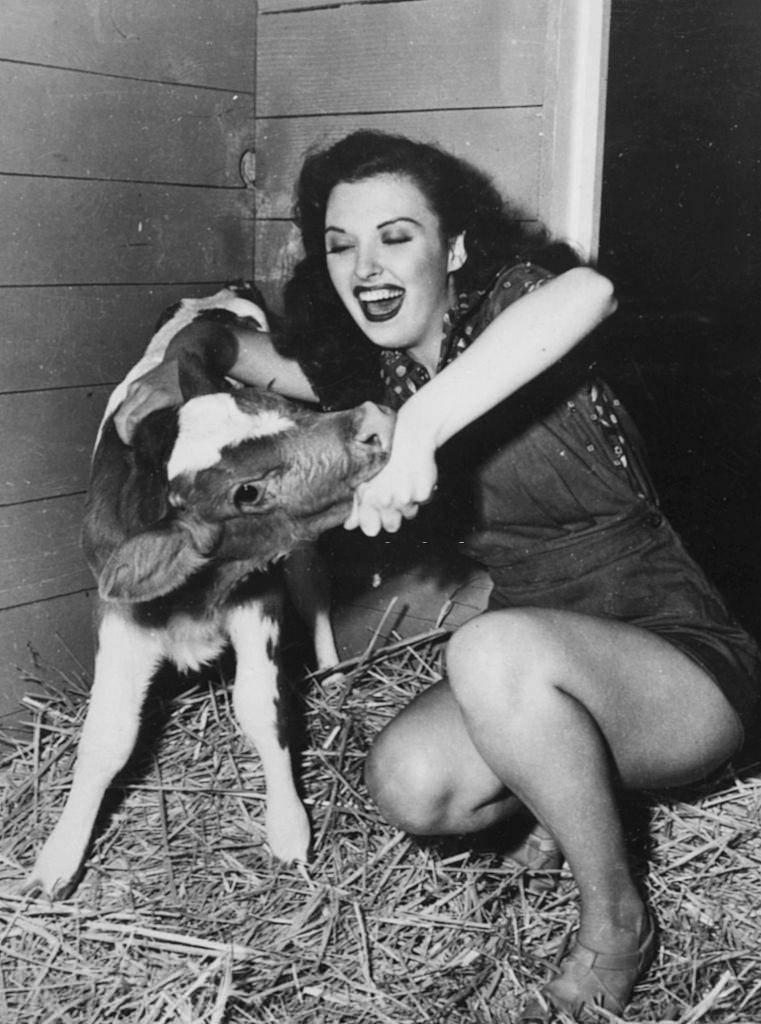 Ella Raines playing with a calf in a barn, circa 1945.