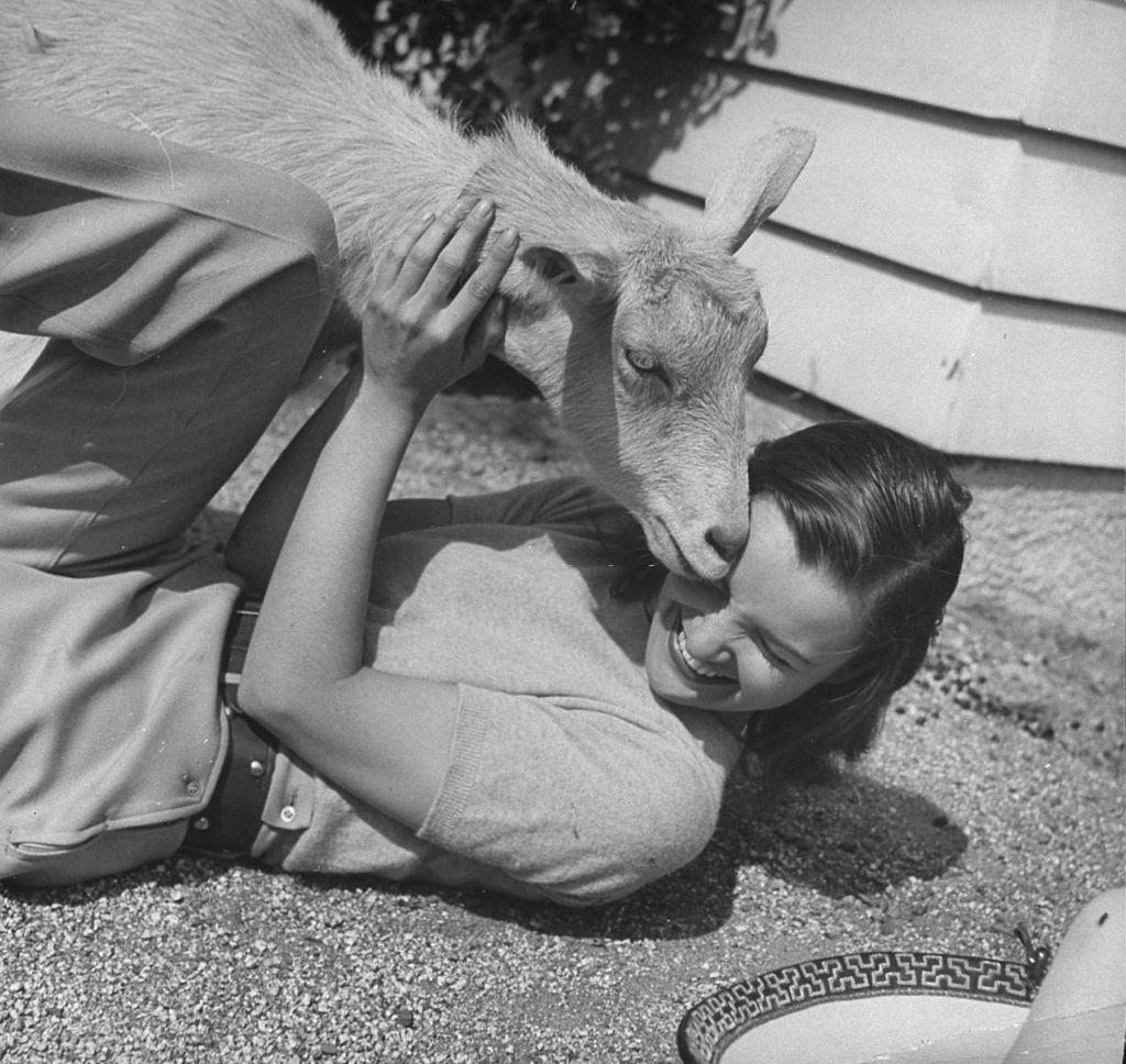 Ella Raines being nuzzled by a goat.