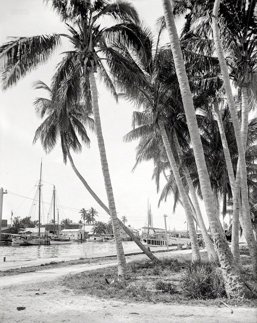 Cocoanut trees along the docks, Miami circa 1908