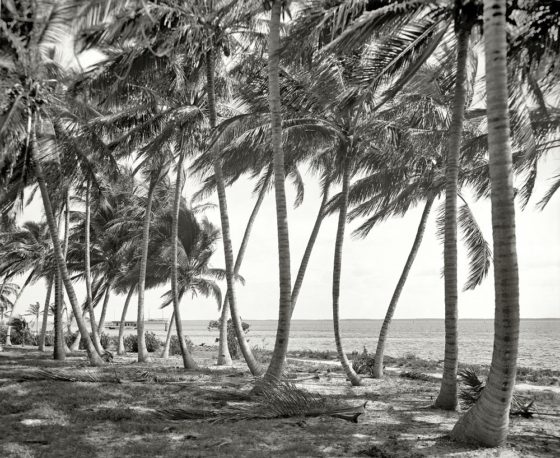 Rare Historic Photos Of Miami From 20th Century