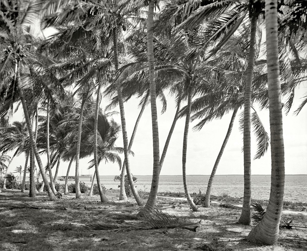 Biscayne Bay through the cocoanut trees, Miami, Florida, circa 1910