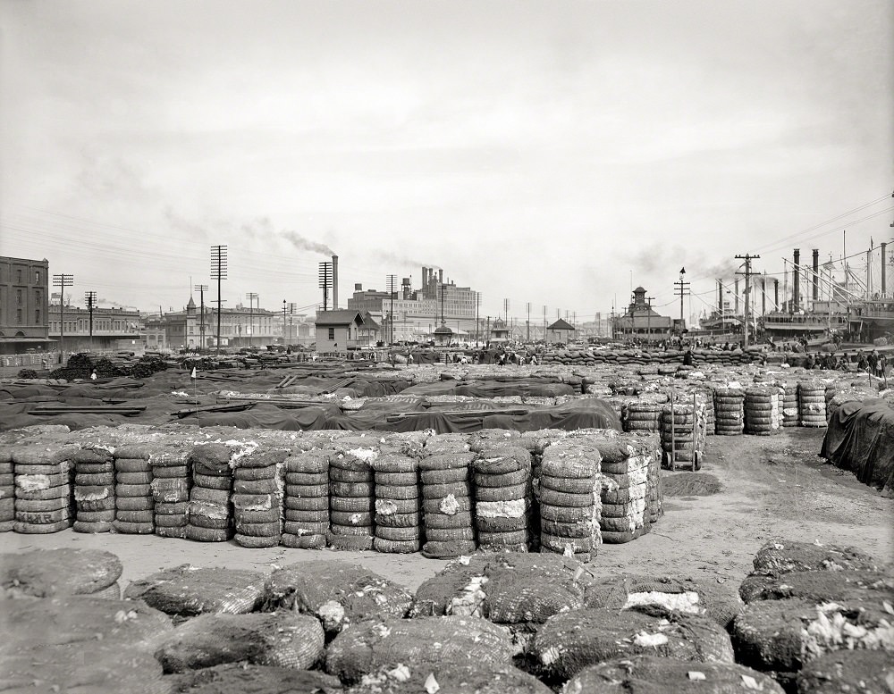 Cotton on the Mississippi River levee, New Orleans circa 1903