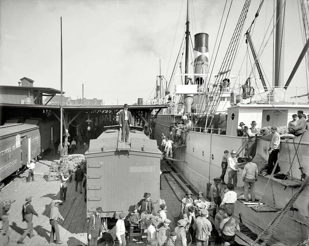 Unloading bananas at New Orleans, 1903