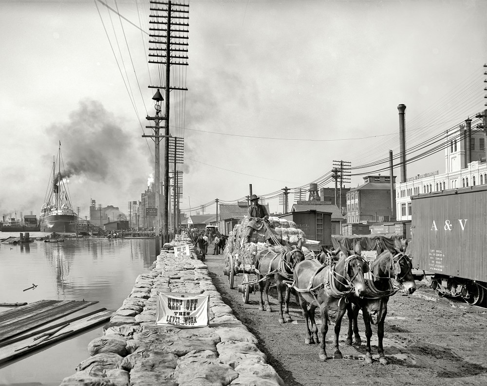 Mule teams on the levee, New Orleans, Louisiana, circa 1903