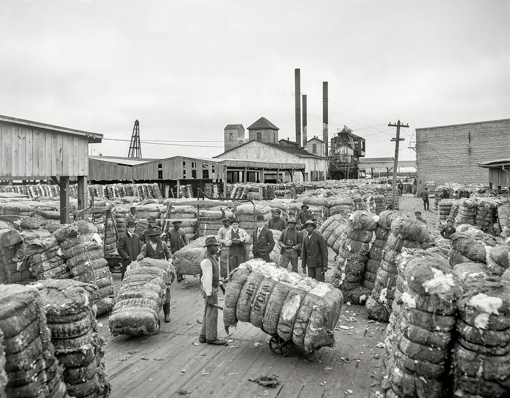 Weighing cotton on the docks, Norfolk, Virginia, circa 1905
