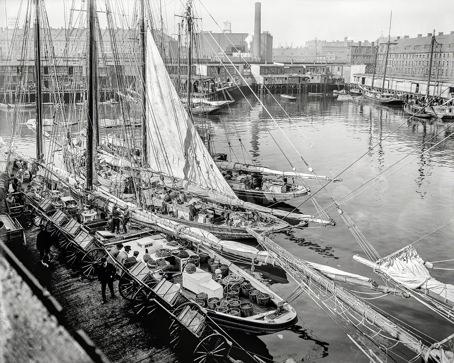 Unloading fish at 'T' wharf, Boston, 1903