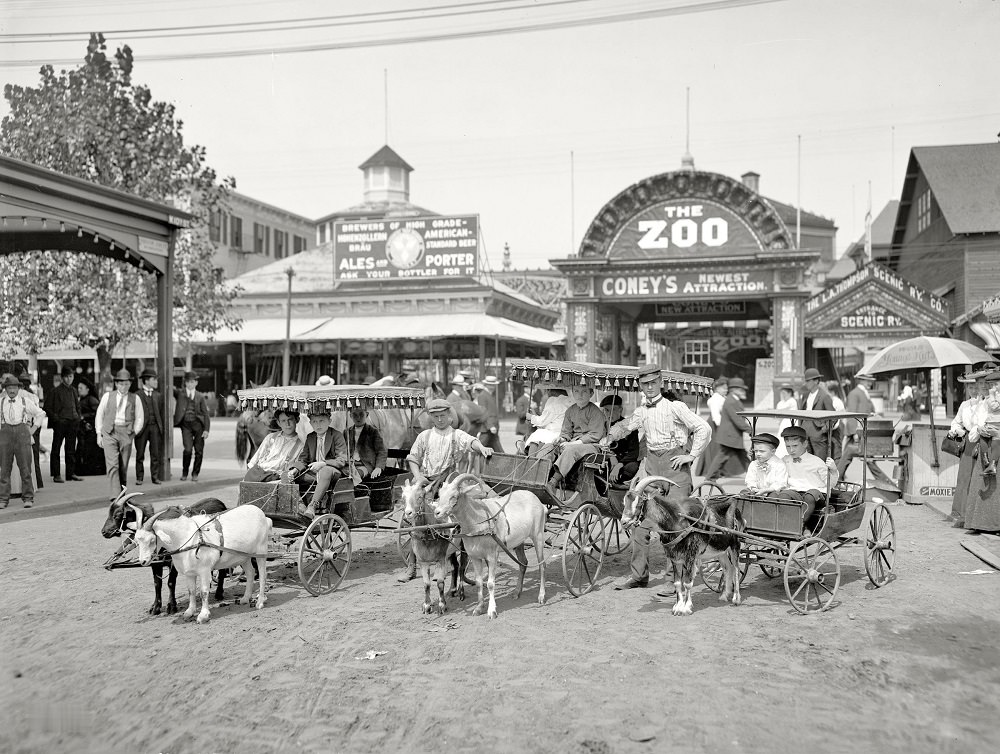 The goat carriages, Coney Island, New York circa 1904
