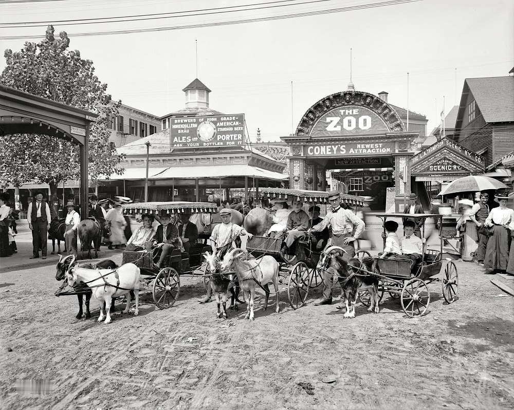 The goat carriages, Coney Island, New York circa 1904