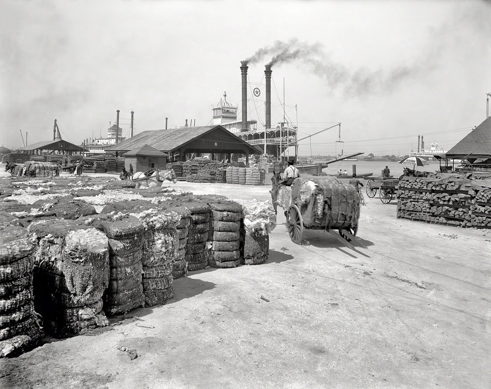 The cotton docks at Mobile, Alabama, 1905