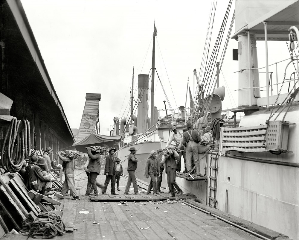 Unloading a banana steamer, Mobile, Alabama, 1906