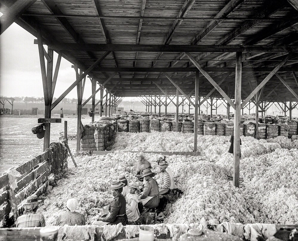 Sorting cotton at Atlantic Cotton Compress Co., Pensacola, Florida, 1905