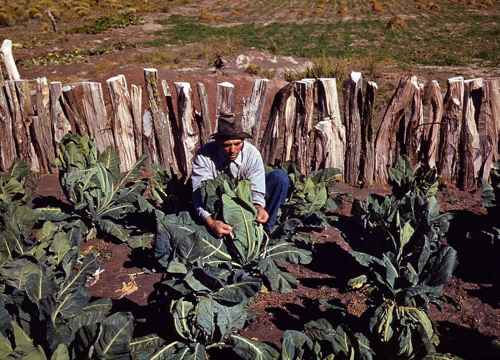 Mr. Leatherman tying up cauliflower in his vegetable garden, Pie Town, New Mexico, October 1940