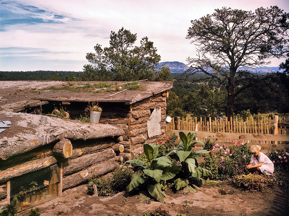 Garden and dugout home of Jack Whinery, homesteader at Pie Town, New Mexico, September 1940